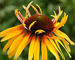 Ehinācija 'Funky Yellow'