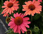 Ehinācija 'Meditation Cerise'