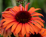 Ehinācija 'Meditation Orange'