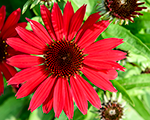 Ehinācija 'Pearl Deep Red'
