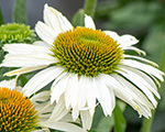 Ehinācija 'Pearl White'