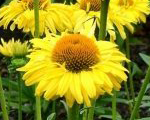 Ehinācija 'PollyNation Golden Yellow'