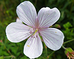 Gandrene Klarka 'Kashmir White'