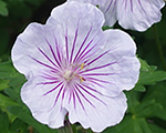 Gandrene Himalaju 'Derrick Cook'