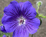 Gandrene lieliskā 'Blue Blood'