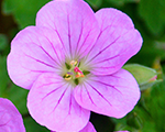 Gandrene 'Mavis Simpson'