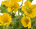 Bitene šarlaksarkanā 'Tosai Yellow'