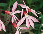 Gilēnija trīslapiņu 'Pink Profusion'