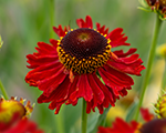 Helēnija 'Moerheim Beauty'