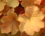 Heihēra 'Caramel'