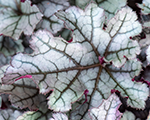 Heihēra 'Rex Silver'