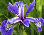 Īriss daudzkrāsu 'Purple Flame'