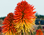 Knifofija 'Poco Daybreak'