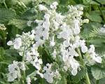 Kaķumētra Fāsena 'Alba'