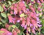 Raudene parastā 'Bristol Cross'