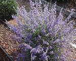 Perovskija 'Jelena'