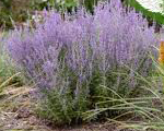 Perovskija 'Zasha'