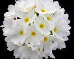 Prīmula zobainā 'Prom White'