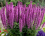 Salvija birztalu 'Pink Rianne'
