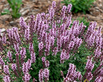 Salvija birztalu 'Salute Light Pink'