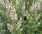 Salvija birztalu 'Salute White'
