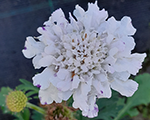 Skabioza baložu 'Flutter Pure White'