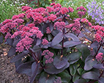 Laimiņš 'José Aubergine'
