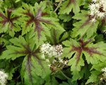 Tiarella 'Spring Symphony'