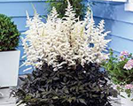Astilbe 'Cappuccino'