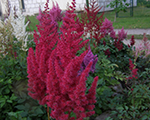 Astilbe 'Red Rise'