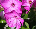 Floksis skarainais 'Adessa Compact Purple'