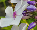 Floksis skarainais 'Blue Drops'
