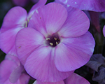 Floksis skarainais 'Peacock Violet'