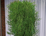 Bambuss nokarenais 'Green Twist' 2