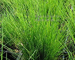 Auzene ametista 'Green Wave'