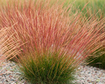 Auzene zilganā 'Sunrise'