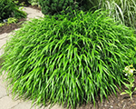 Hakonekloja lielā 'Greenhills'
