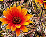 Saulesactiņa saulespuķu 'Orange Marble'