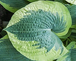 Hosta 'American Halo'