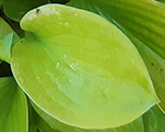 Hosta 'August Moon'