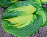 Hosta 'Cathedral Windows'