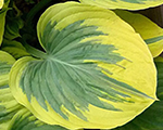 Hosta 'Clifford's Forest Fire'