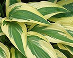 Hosta 'Lakeside Dragonfly'