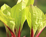 Hosta 'Lemon Snap'