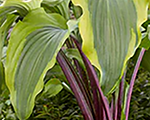 Hosta 'Monkey Business'