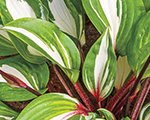 Hosta 'Raspberry Sundae'