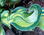 Hosta 'Ripple Effect'