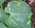 Hosta 'Spilt Milk'
