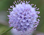 Sukcisella ieliektā 'Frosted Pearls'