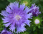 Stokēzija gludā 'Mel's Blue'